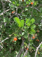 Ehretia rigida nervifolia