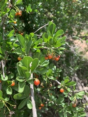 Ehretia rigida nervifolia