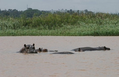 Hippopotamus amphibius