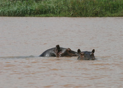 Hippopotamus amphibius