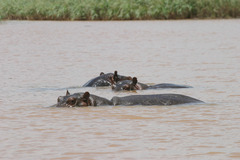 Hippopotamus amphibius