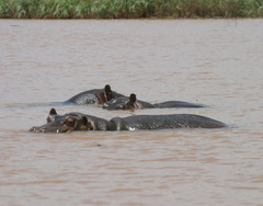 Hippopotamus amphibius