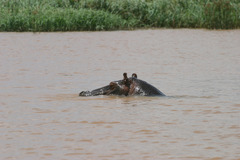 Hippopotamus amphibius