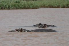 Hippopotamus amphibius