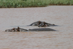 Hippopotamus amphibius