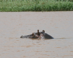 Hippopotamus amphibius
