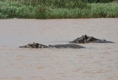 Hippopotamus amphibius