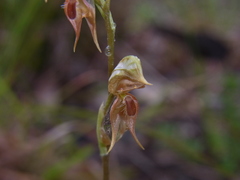 Pterostylis rufa