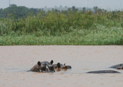 Hippopotamus amphibius