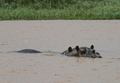 Hippopotamus amphibius