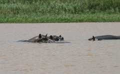 Hippopotamus amphibius