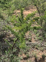 Vachellia permixta