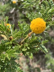Vachellia permixta