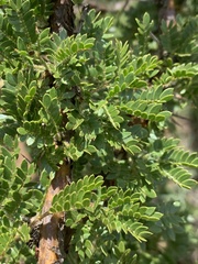 Vachellia permixta