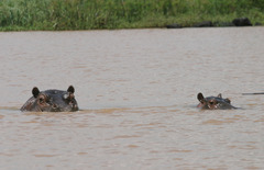 Hippopotamus amphibius
