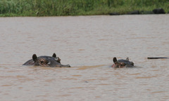 Hippopotamus amphibius