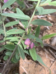 Polygala sphenoptera