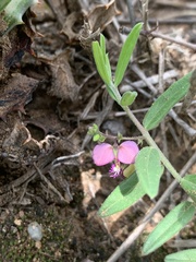 Polygala sphenoptera