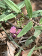 Polygala sphenoptera