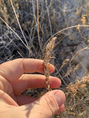 Chloropyron tecopense