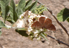 Polyctor cleta