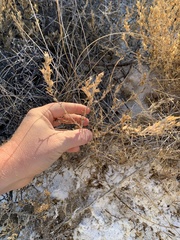 Chloropyron tecopense