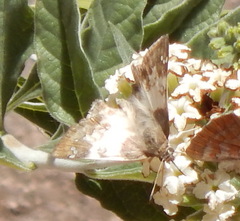 Polyctor cleta