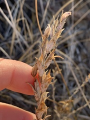 Chloropyron tecopense