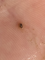 Pyrgulopsis sanchezi