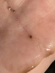 Pyrgulopsis sanchezi