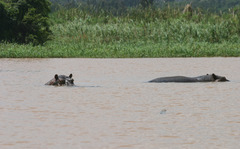 Hippopotamus amphibius