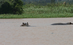 Hippopotamus amphibius