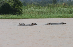Hippopotamus amphibius