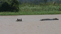 Hippopotamus amphibius