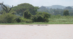 Hippopotamus amphibius