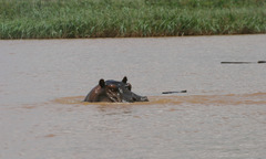 Hippopotamus amphibius