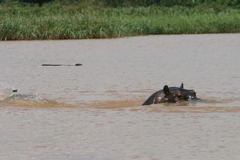 Hippopotamus amphibius
