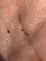 Pyrgulopsis sanchezi