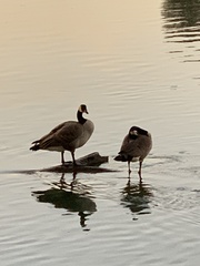 Branta canadensis