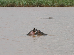 Hippopotamus amphibius