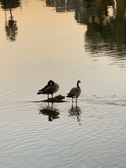 Branta canadensis