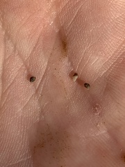 Pyrgulopsis sanchezi