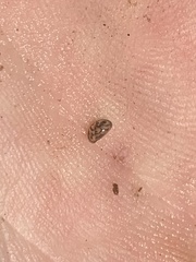 Chlamydotheca arcuata