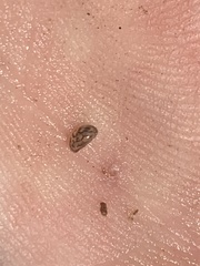 Chlamydotheca arcuata