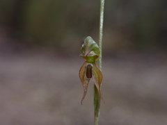 Pterostylis rufa