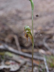 Pterostylis rufa