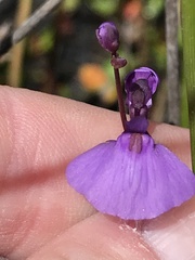 Utricularia dichotoma