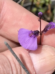 Utricularia dichotoma
