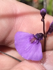 Utricularia dichotoma