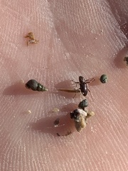 Stenelmis calida